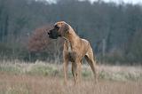 DOGUE ALLEMAND 692